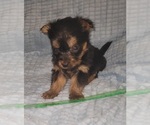 Small Photo #251 Yorkshire Terrier Puppy For Sale in AKRON, OH, USA
