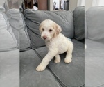 Small Photo #34 Goldendoodle Puppy For Sale in BATON ROUGE, LA, USA