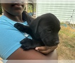 Small #18 Cane Corso-Rottweiler Mix