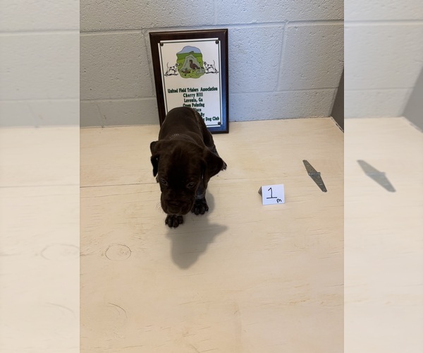 Medium Photo #1 German Shorthaired Pointer Puppy For Sale in STATESVILLE, NC, USA