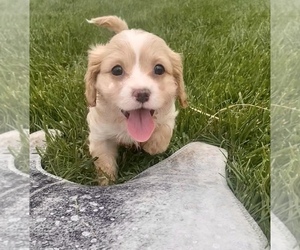 Cavalier King Charles Spaniel-Poodle (Toy) Mix Puppy for sale in EDWARDSBURG, MI, USA