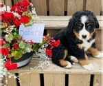 Puppy Babette Bernese Mountain Dog