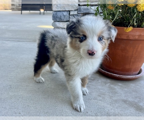 Medium Photo #3 Australian Shepherd Puppy For Sale in LODA, IL, USA