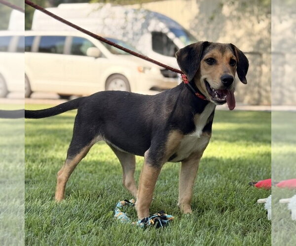 Medium Photo #3 Beagle Puppy For Sale in Yardley, PA, USA
