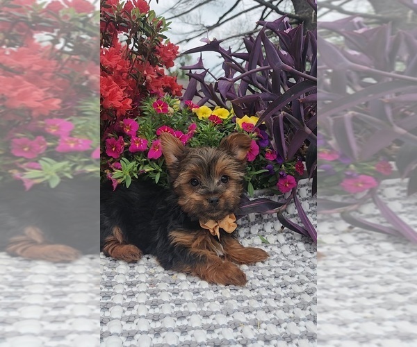 Medium Photo #4 Yorkshire Terrier Puppy For Sale in INDIANAPOLIS, IN, USA