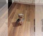 Small Photo #1 Yorkshire Terrier Puppy For Sale in BANKS, AL, USA