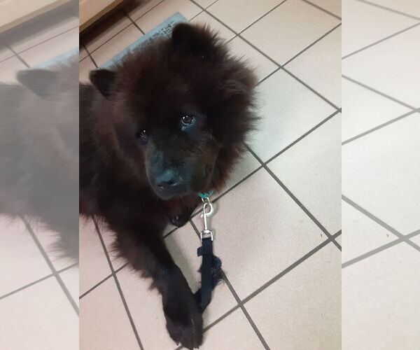 Medium Photo #3 Chow Chow Puppy For Sale in San Antonio, TX, USA