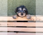 Small #6 Yorkshire Terrier