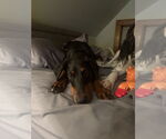 Small #1 Doberman Pinscher