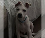 Small #6 Mutt
