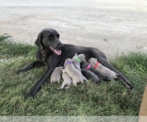Mother of the Weimaraner puppies born on 07/07/2023