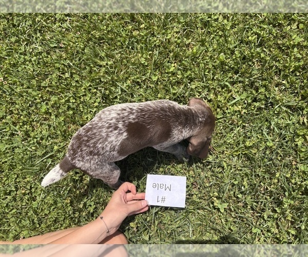 Medium Photo #4 German Shorthaired Pointer Puppy For Sale in BATESVILLE, IN, USA