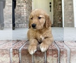 Small Photo #14 Golden Retriever Puppy For Sale in GREENFIELD, IN, USA