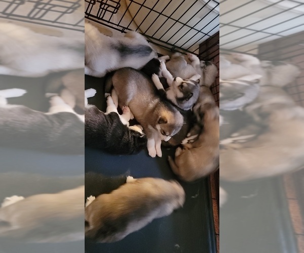 Medium Photo #4 Alaskan Husky-Wolf Hybrid Mix Puppy For Sale in TIFTON, GA, USA
