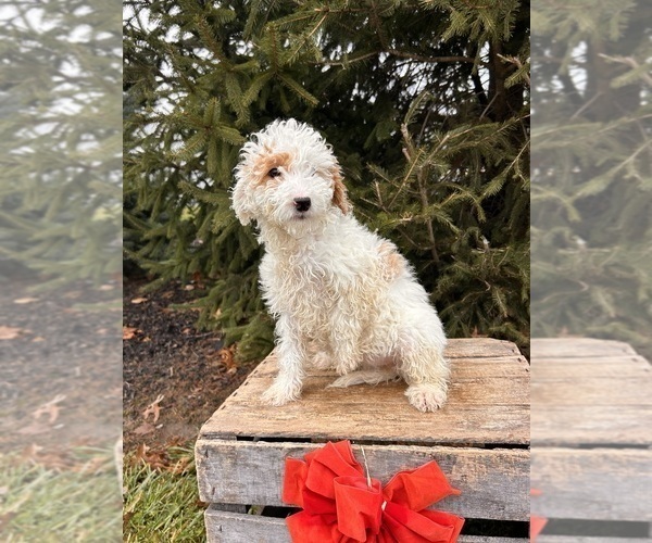 Medium Photo #5 Goldendoodle (Miniature) Puppy For Sale in MIDDLEBURY, IN, USA