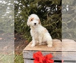 Small Photo #5 Goldendoodle (Miniature) Puppy For Sale in MIDDLEBURY, IN, USA
