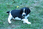 Small Photo #1 English Springer Spaniel Puppy For Sale in YORK, PA, USA