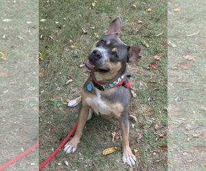American Pit Bull Terrier-Unknown Mix Dogs for adoption in Rockaway, NJ, USA