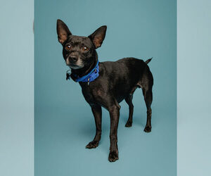 Hyde - Male Jack Chi Dog for Adoption - Photo #8