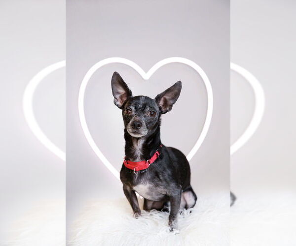 Medium Photo #9 Chihuahua Puppy For Sale in Caldwell, NJ, USA
