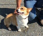 Small Photo #1 Pembroke Welsh Corgi Puppy For Sale in STANLEY, WI, USA