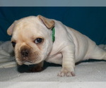 Small Photo #3 French Bulldog Puppy For Sale in VERONA, MO, USA