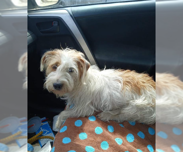 Medium Photo #1 Mutt Puppy For Sale in Cranston, RI, USA