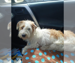 Mutt Dogs for adoption in Cranston, RI, USA