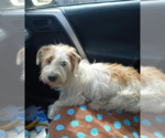 Violet in TX - Female Mutt Dog for Adoption - Small photo