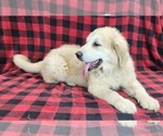 Small #8 Anatolian Shepherd