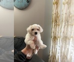 Puppy Charlie Morkie