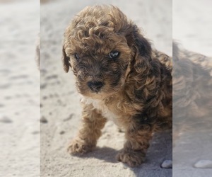 Aussie-Poo-Aussiedoodle Mix Puppy for sale in TAYLOR, TX, USA