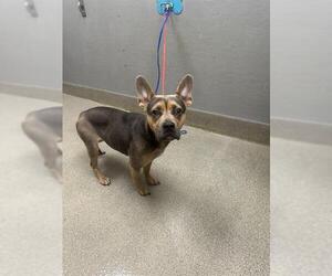 Mutt Dogs for adoption in Las Vegas, NV, USA