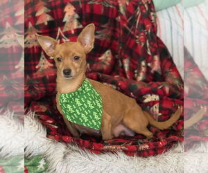 Fiona - Female Chihuahua-Unknown Mix Dog for Adoption - Photo #2