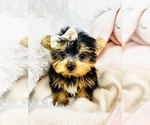 Image preview for Ad Listing. Nickname: Yorkies Near Me