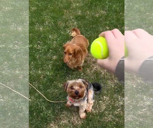 Medium Photo #2 Shih Tzu-Unknown Mix Puppy For Sale in Oro Medonte, Ontario, Canada
