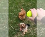 Small #1 Shih Tzu Mix