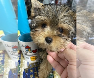 Yorkshire Terrier Puppy for sale in BETHLEHEM, GA, USA