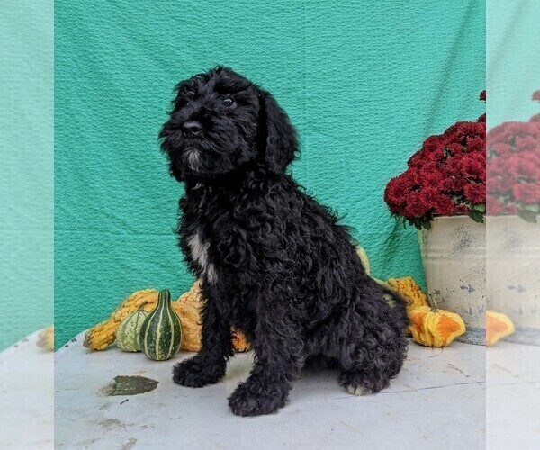 Medium Photo #1 Miniature Bernedoodle Puppy For Sale in FREDERICKSBG, OH, USA