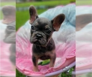 French Bulldog Puppy for sale in NAPLES, FL, USA