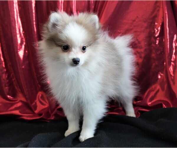 Medium Photo #6 Pomeranian Puppy For Sale in ROCK VALLEY, IA, USA