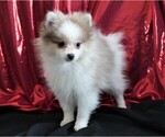 Small Photo #6 Pomeranian Puppy For Sale in ROCK VALLEY, IA, USA