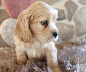 Cocker Spaniel Puppy for sale in HONEY BROOK, PA, USA