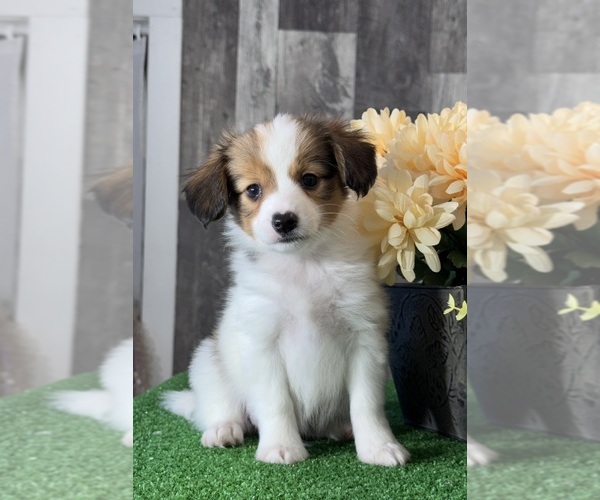 Medium Photo #1 Papillon Puppy For Sale in CANOGA, NY, USA
