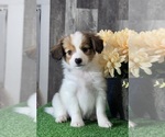 Image preview for Ad Listing. Nickname: Rocket