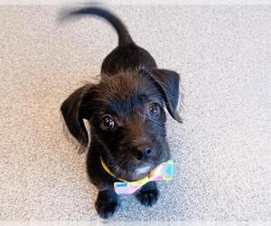 Chihuahua-Norwich Terrier Mix Dogs for adoption in Orange, CA, USA