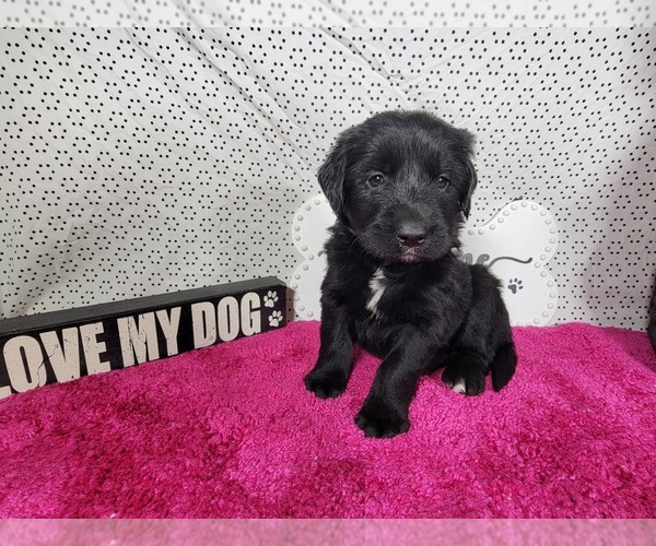 Medium Photo #55 Golden Mountain Dog Puppy For Sale in BLACK FOREST, CO, USA