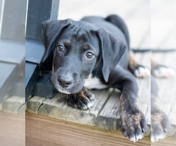 Medium Photo #4 Mutt Puppy For Sale in Germantown, OH, USA
