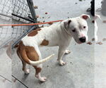 Small #1 American Pit Bull Terrier Mix