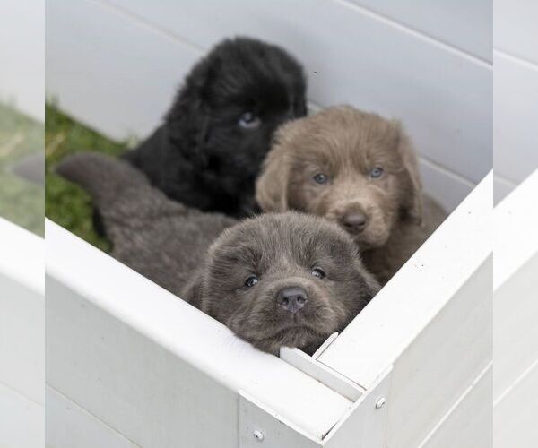 Medium Photo #4 Newfoundland Puppy For Sale in KINZERS, PA, USA
